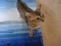 Zico the bengal kitten 4 screams for food.