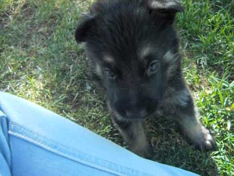 felix at 4 weeks of age, ready at 8 weeks old