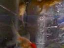 Gold Fish Tank