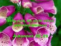 Zeit der Stille - Johannes 20, 29.WMV