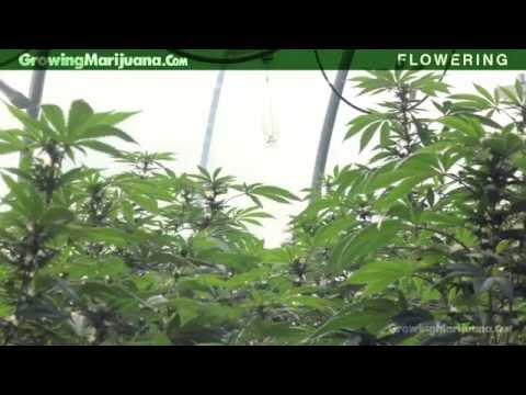 how to fertilize flowering cannabis