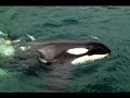 free willy once a star alway a star goodbye my friend