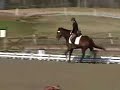 Dressage, Combined Training, Hunter Jumper Dressage, Combined Training, Hunter Jumper