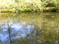 The Beginning of The Canal Predator Campaign 2009