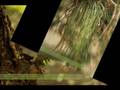 videos de Pine and conifer collection