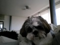 shih tzu honey pickles 3
