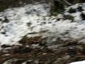 videos de The Phil snow trail quebec  1 nov 2008