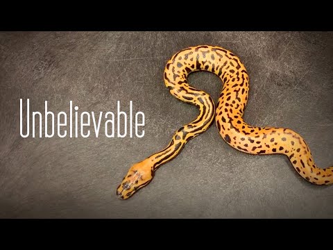 YouTube reptile video
