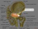 Pudendal Neuralgia: Dr. Aaron Filler - Spine & Nerve Health