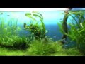 水草水槽　2009年12月（掃除後）