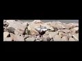 Wild duck landing to water EX-F1 1200 fps