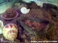 Click here to watch this video 2012-05-11 - @ShellterWest - Project Shellter