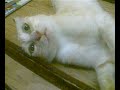 my cat