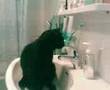 Smart cat Bisou