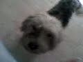 Perrito Oscar !!! :D
