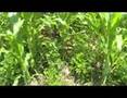 Survival Gardening Part 1 peak oil, food storage, TSHTF