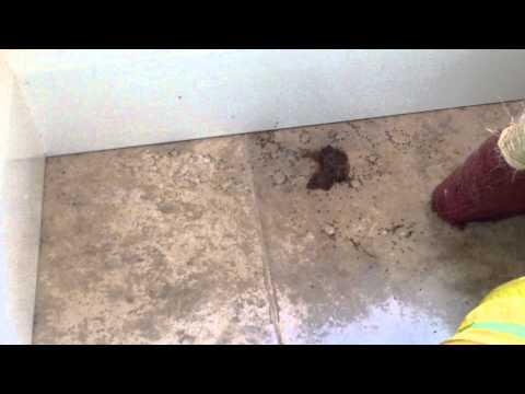 how to eliminate ghost ants