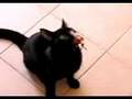  - MovieZen Video