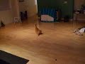 Krazy Orange Kitty! Krazy Orange Kitty!