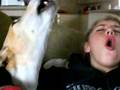 Greyhound