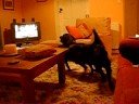 Jed & Dillon - from Black Retriever X Rescue
