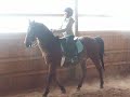 FCF Champagne Command-- Morgan Gelding For Sale