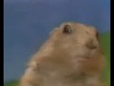 I Like Turtles, CUZ IM ASIAN, Gerbil ~Ultra Remix~