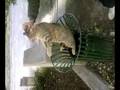 videos de Cat in the poubelle =)
