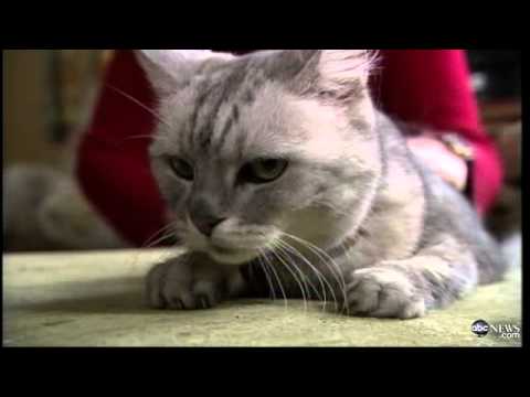 loudest - Loudest Cat in the World? One cat has captured the world's attention with his extremely noisy purr. Full video here: http://adf.ly/w6YL Please like Video Civ...
