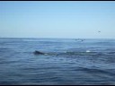 humback whale - part 3