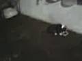 videos de Nemo Pequeno