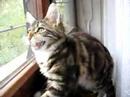 MCO Gwyneth watch birds ... MCO Gwyneth watch birds ...