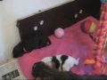 Dientjes puppy\ Dientjes puppy\