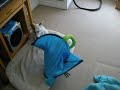 Jack Russel Terrior VS IKEA dogy tent Jack Russel Terrior VS IKEA dogy tent