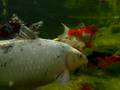 videos de Koi Proof