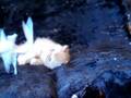 videos de CHARLIE KAM CATTERY 5