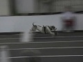Sea Dogs Flyball Team:YouTube������=151��