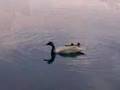 videos de Patos en la laguna