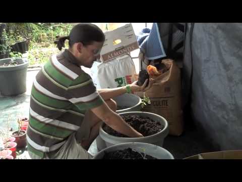 how to transplant plants into larger pots