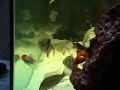 Side view of my bizarre aquarium