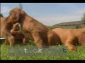 Irish Setter & pups