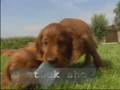 Irish Setter & pups