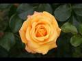 Waltz of the Flowers