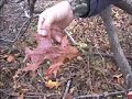2007-2008 deer hunting