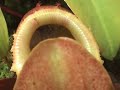 Nepenthes sibuyanensis Kills Large Beetle Nepenthes sibuyanensis Kills Large Beetle