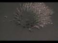 magnetismo