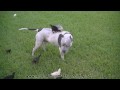 Pit Bull Sharky with Chicks : Day # 26