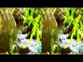 3d 3d video 3ds 3d movie 3d in 3 minutes 3d video glasses needed Hawaii 3d videos
