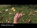 Lily's Magic Wand