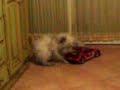 willy il cane torero!!!